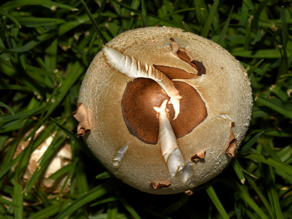 Shroom.jpg