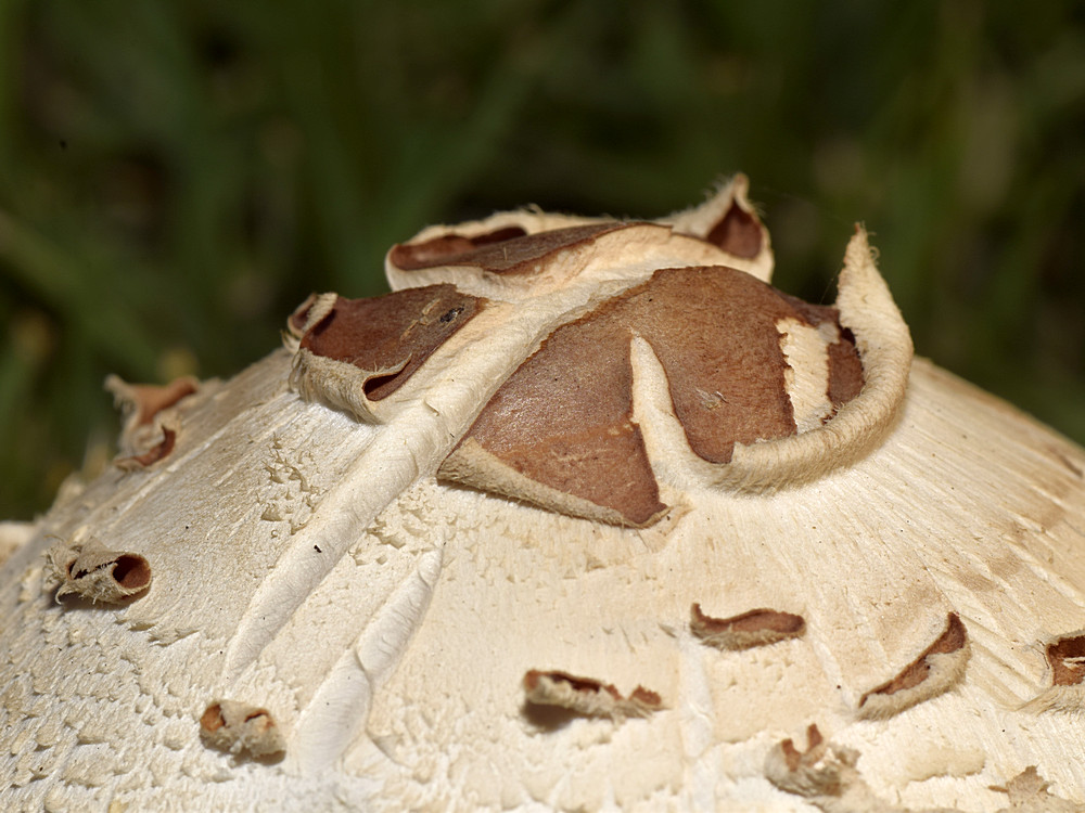 Shroom.jpg