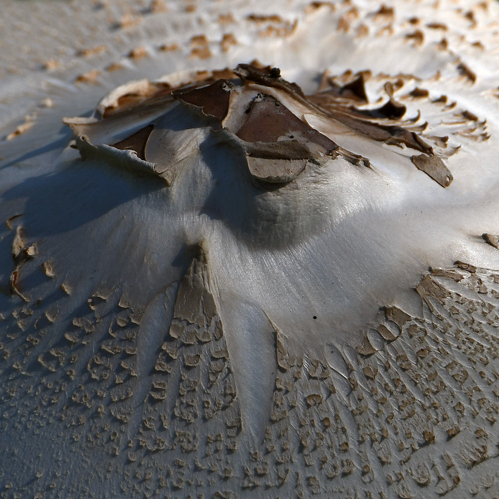 Shroom.jpg