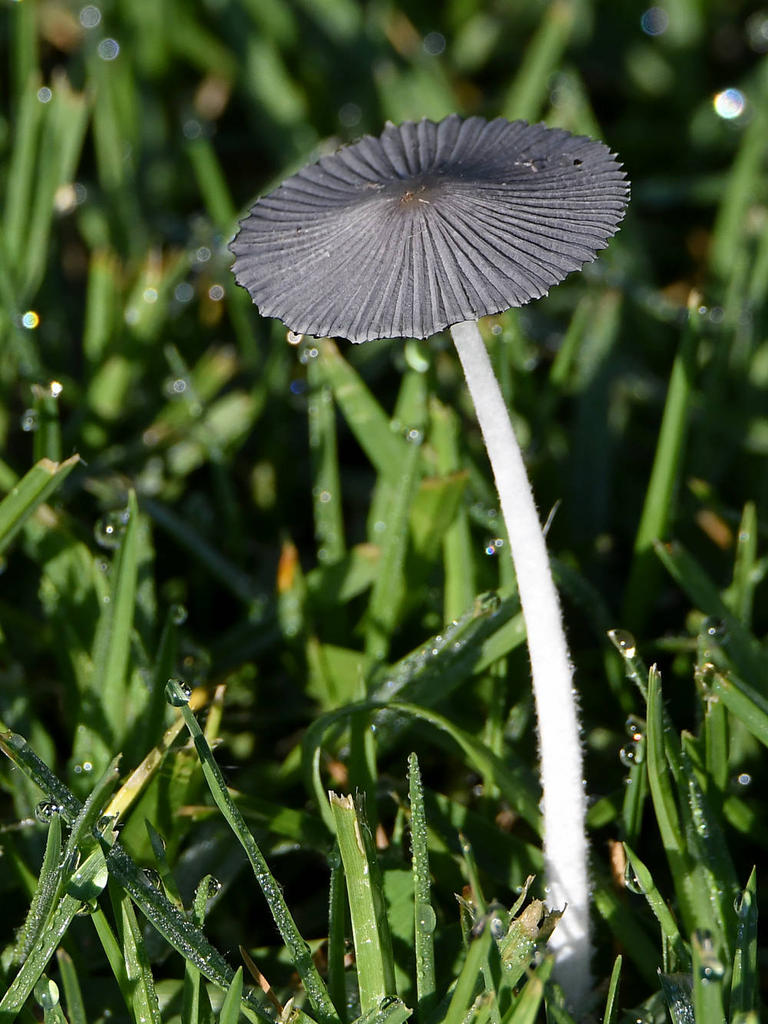 Shroom.jpg