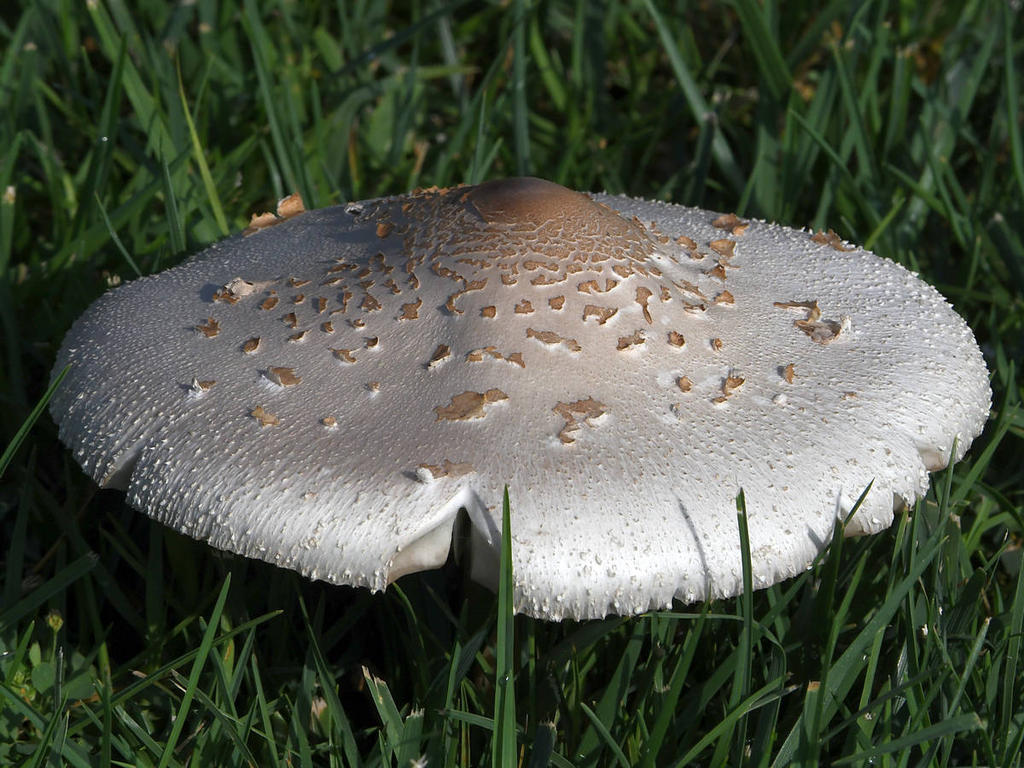 Shroom2.jpg