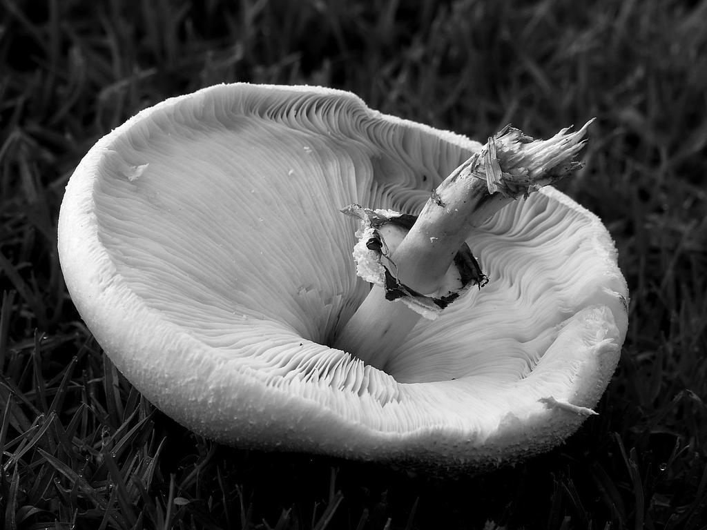 ShroomBW.jpg