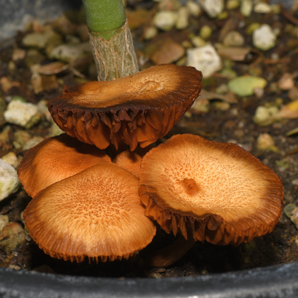 Shrooms.jpg