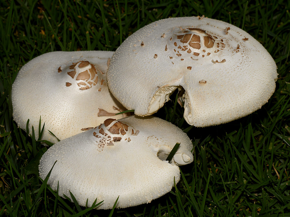 Shrooms.jpg
