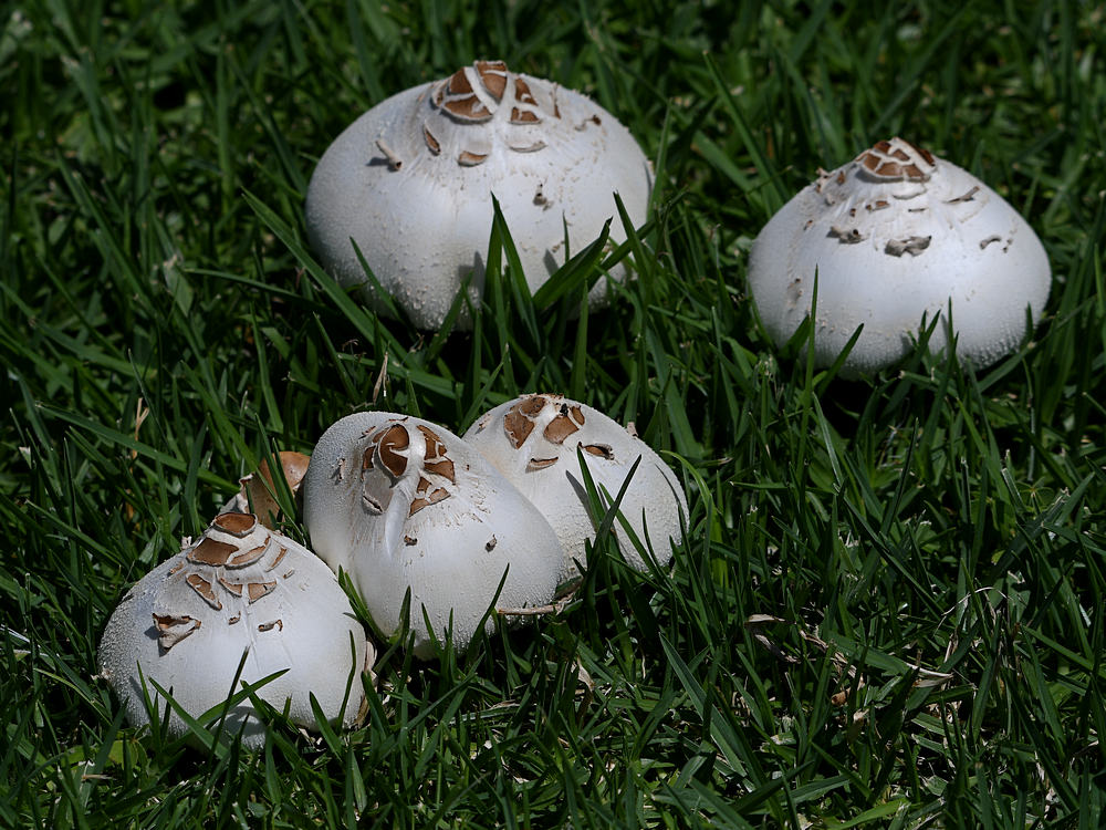 Shrooms.jpg