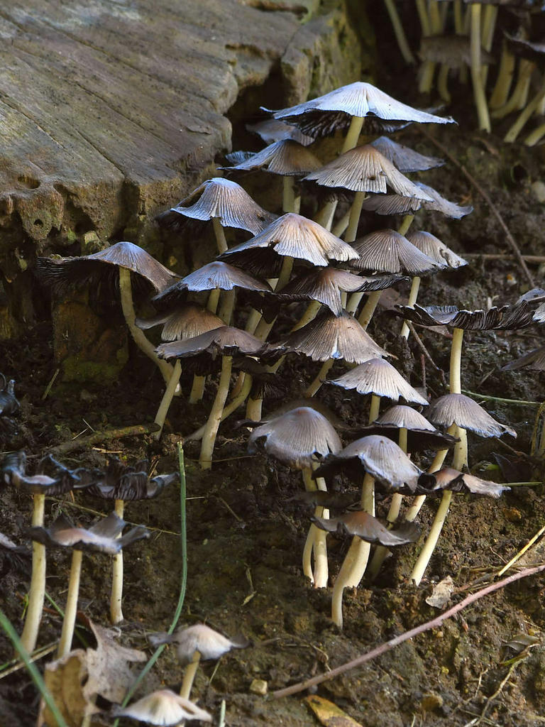 Shrooms.jpg