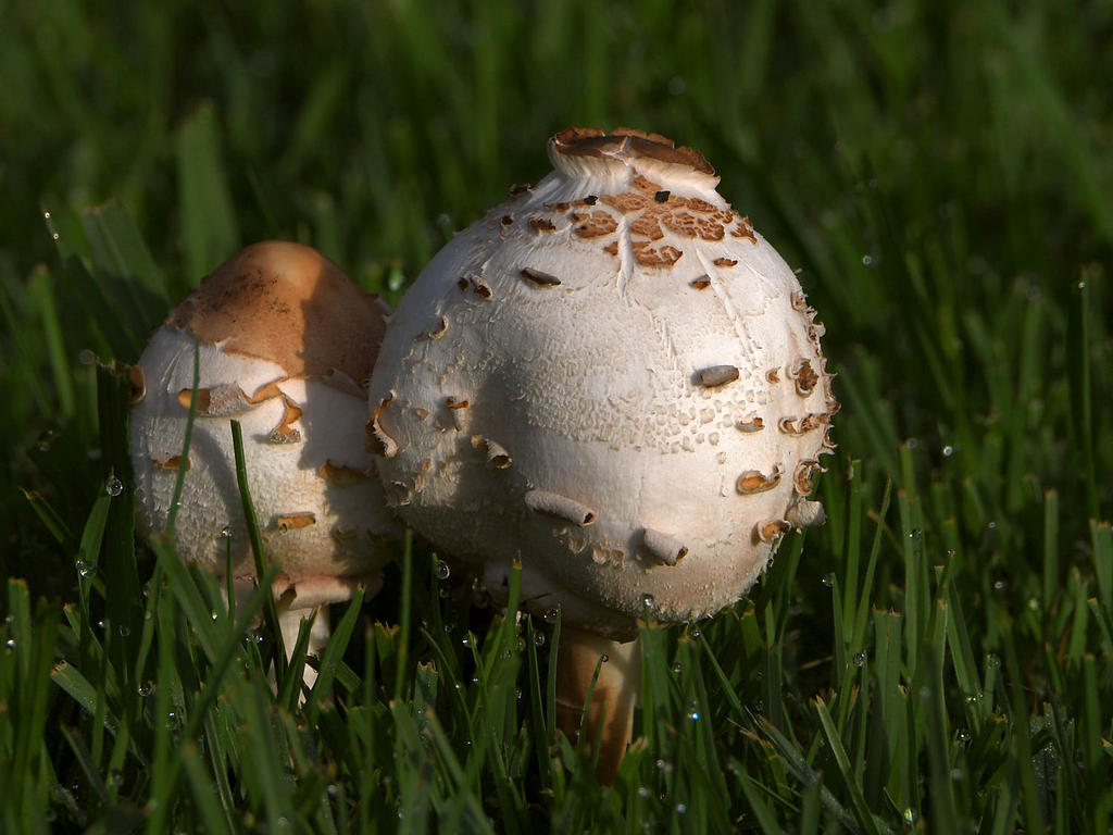 Shrooms.jpg