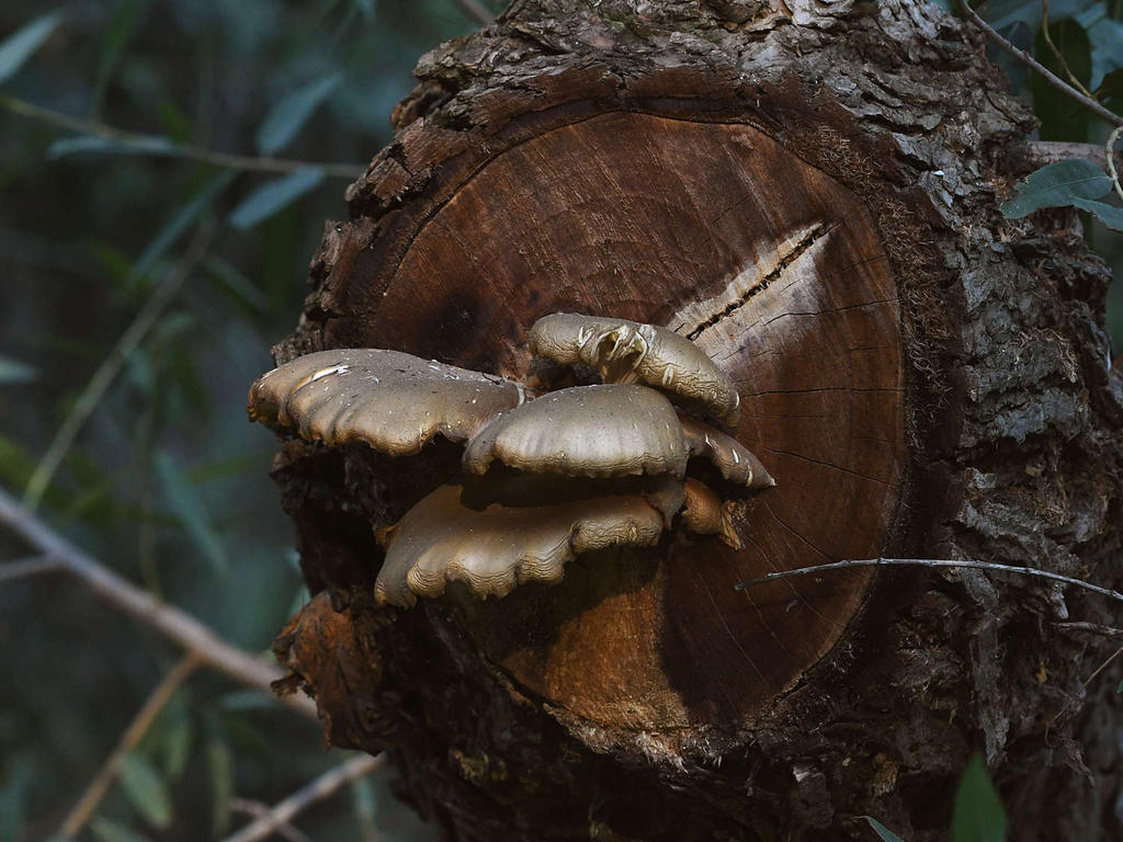 Shrooms.jpg