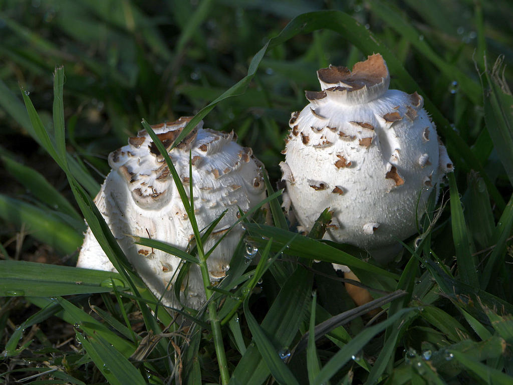 Shrooms.jpg