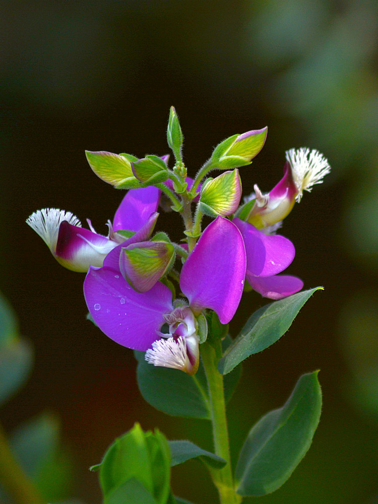 ShrubPea.jpg