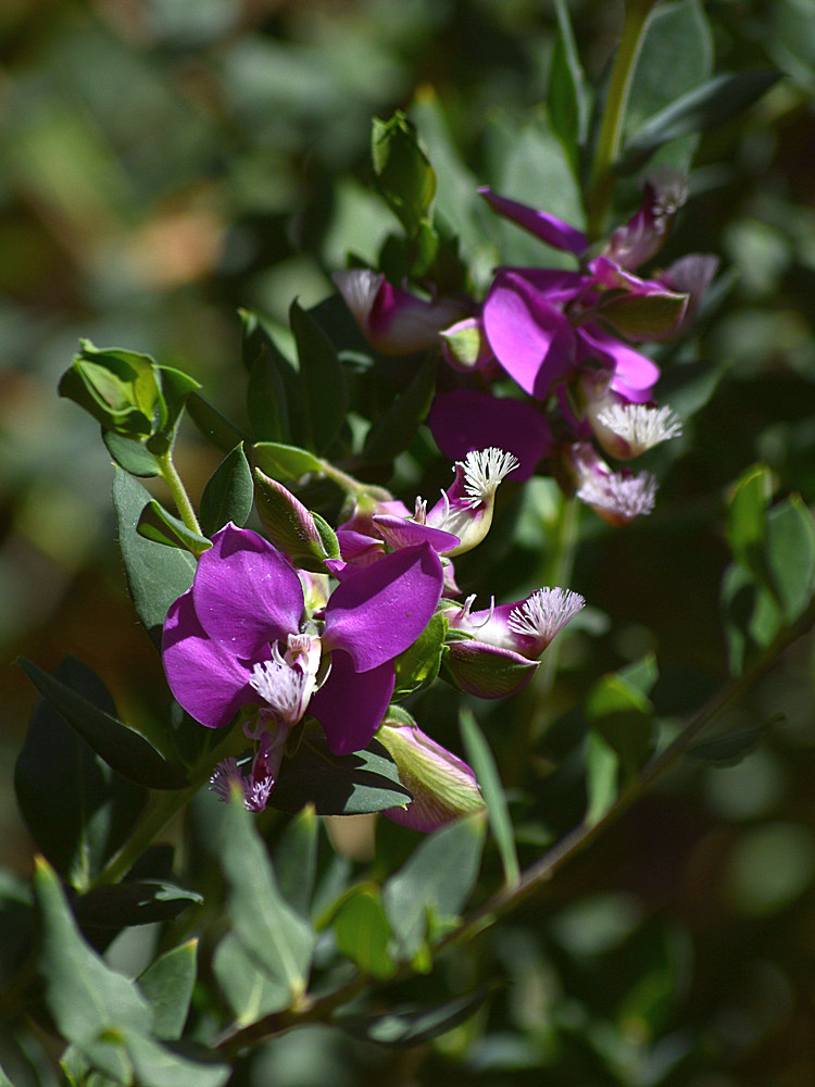 ShrubPea.jpg