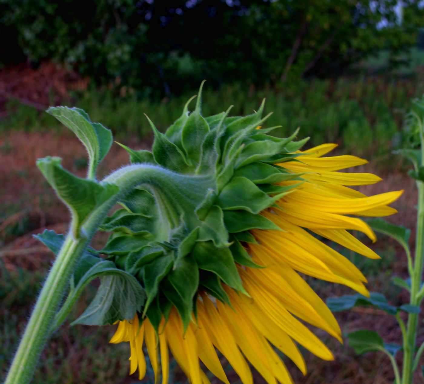shy sunflower 1400.jpg