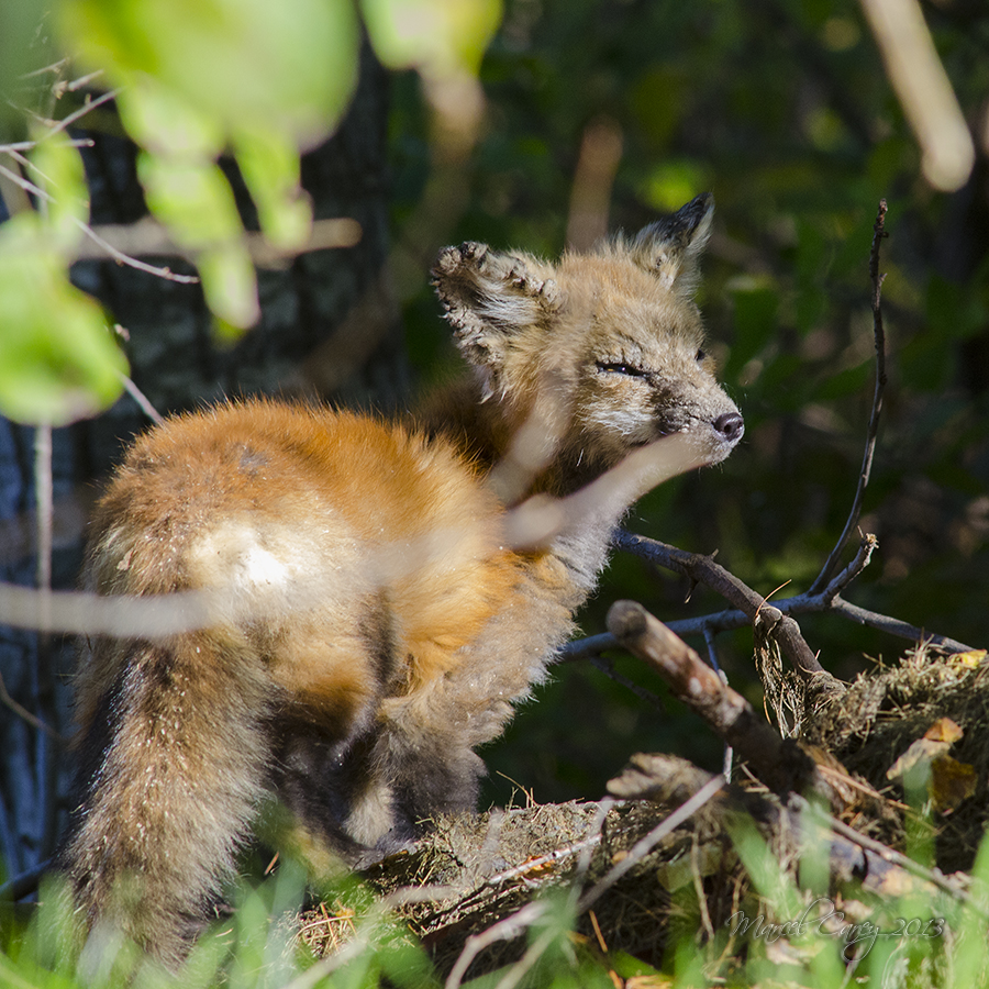 sick fox 1.jpg