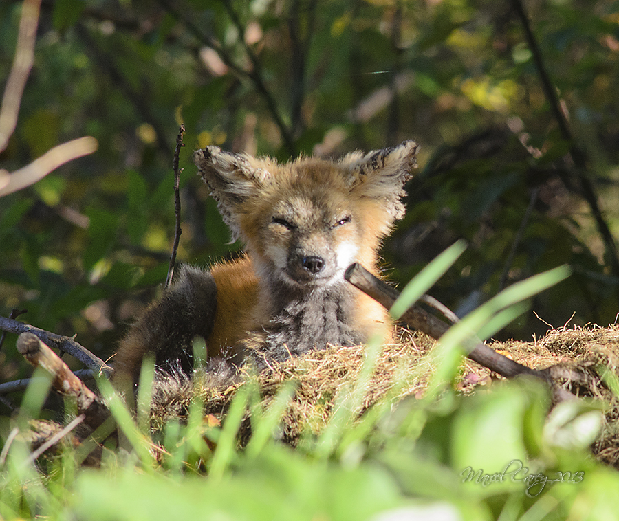 Sick Fox 2.jpg