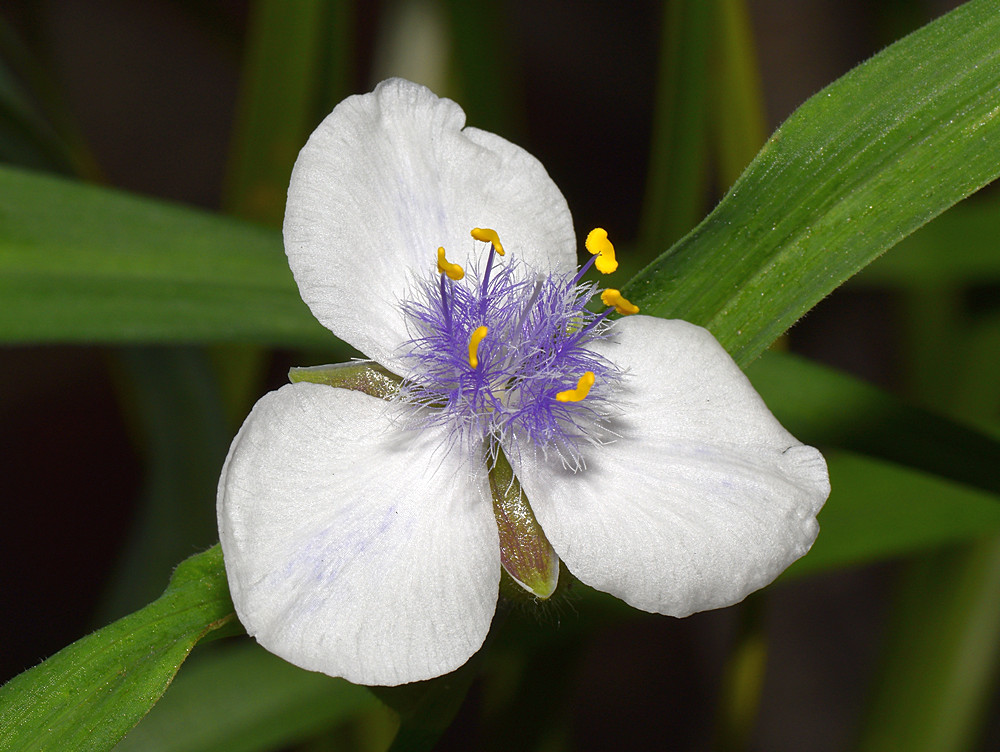 Siderwort2.jpg