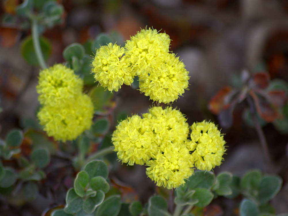 SierraSulphur.jpg