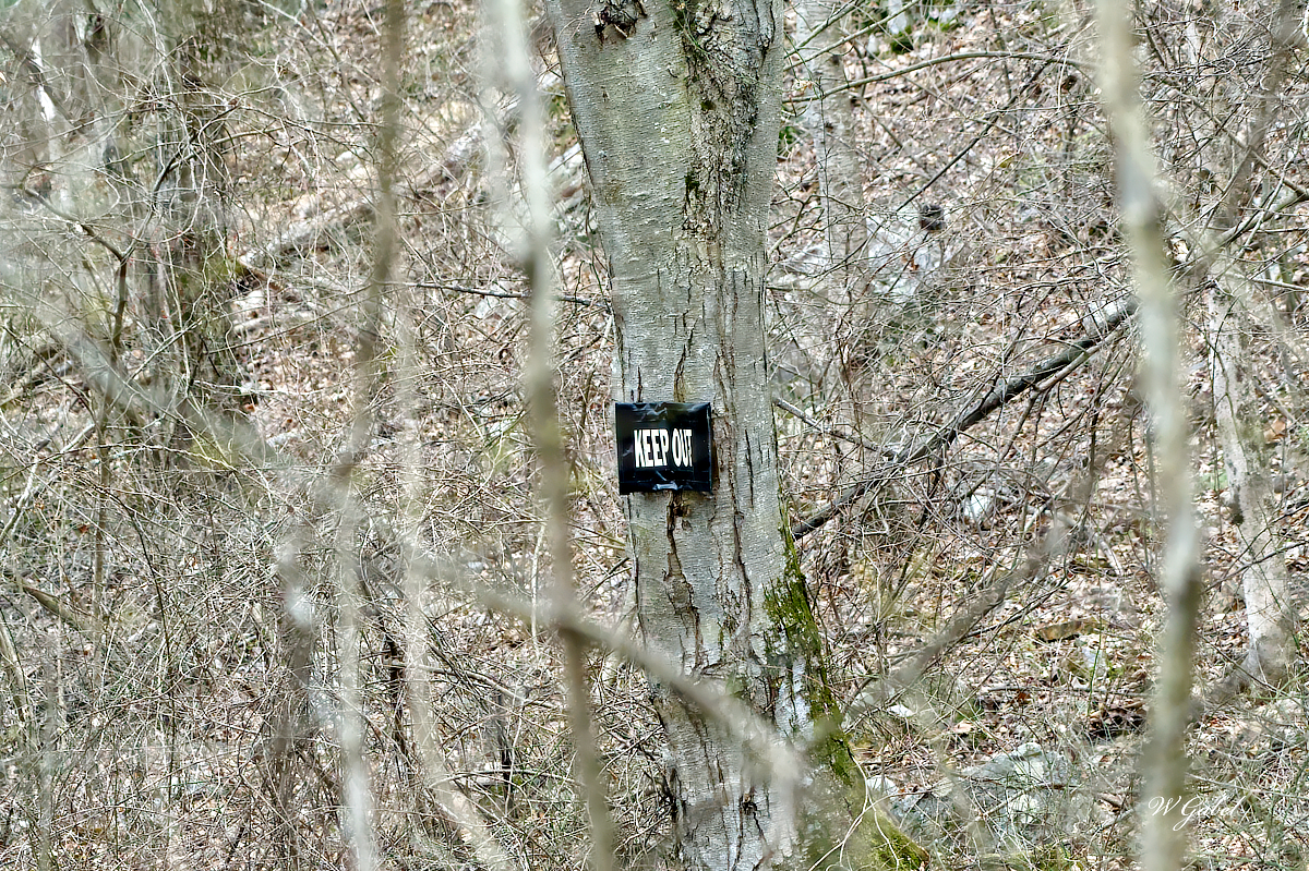 Sign in the woods sm.jpg