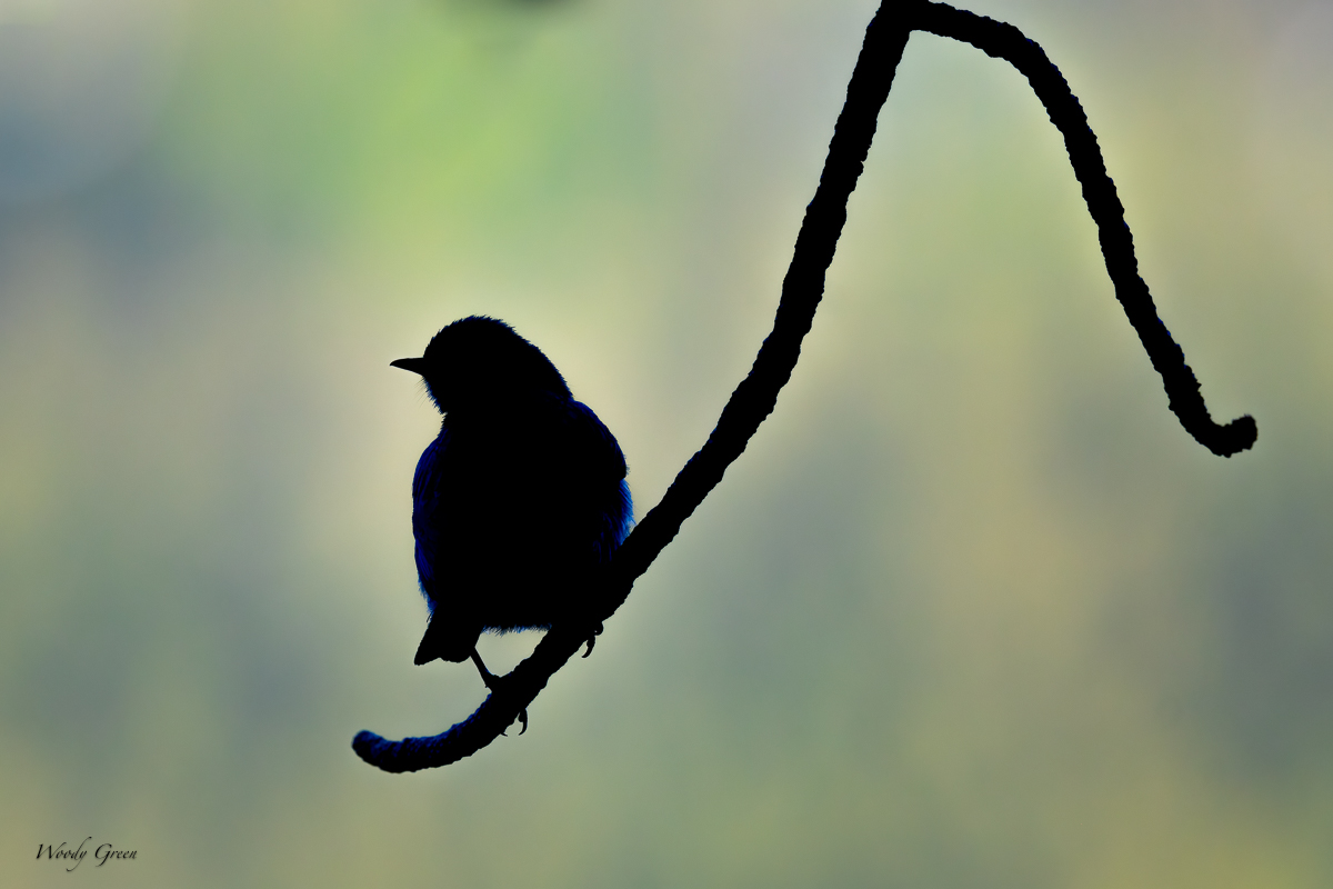 SilBird-681.jpg