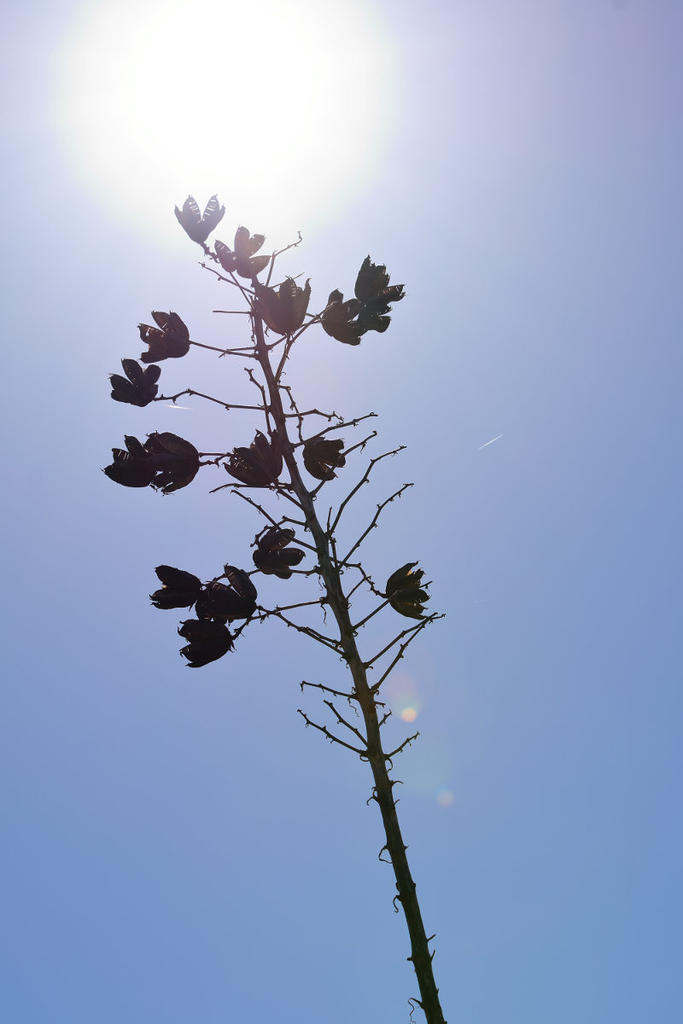 silhouette.jpg