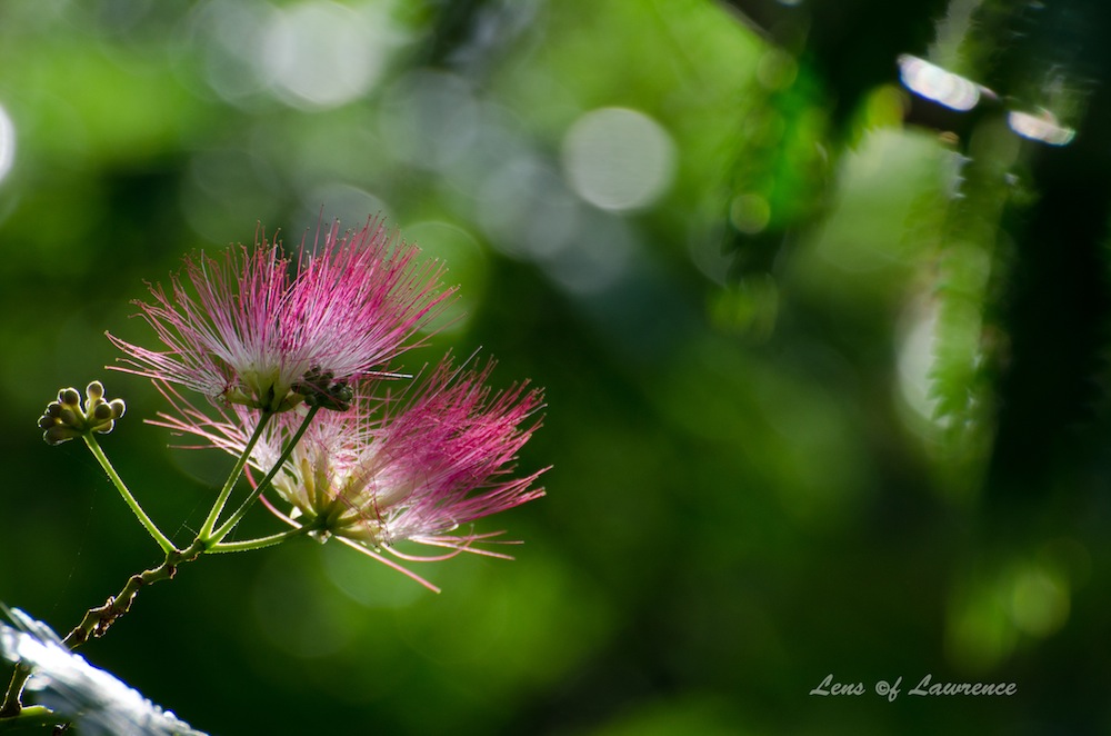 Silk Tree Flowers LOL.jpg