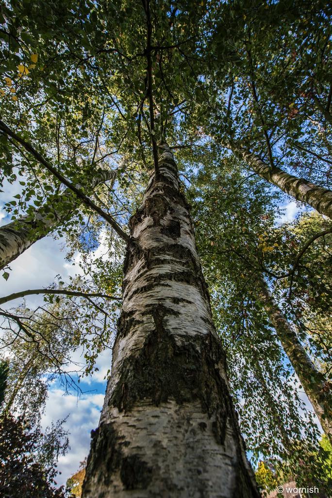 Silver Birch.jpg