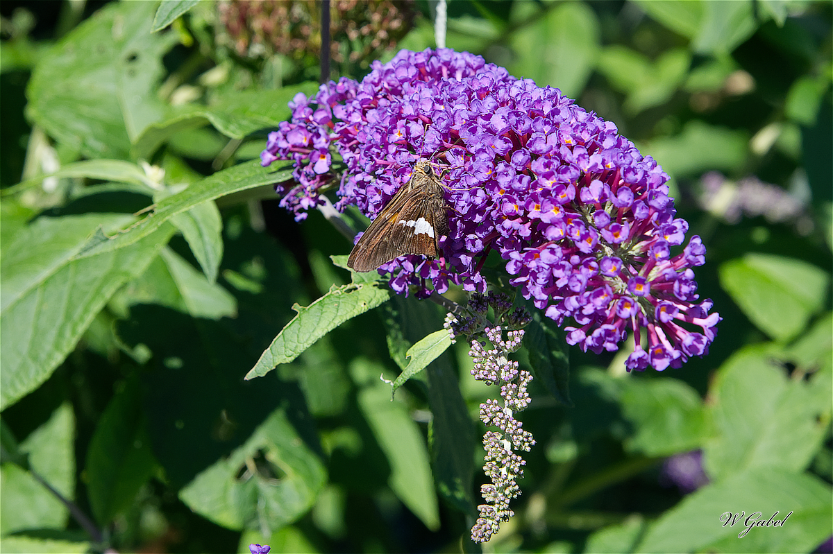 SilverSpottedSkipper1267 sm.jpg