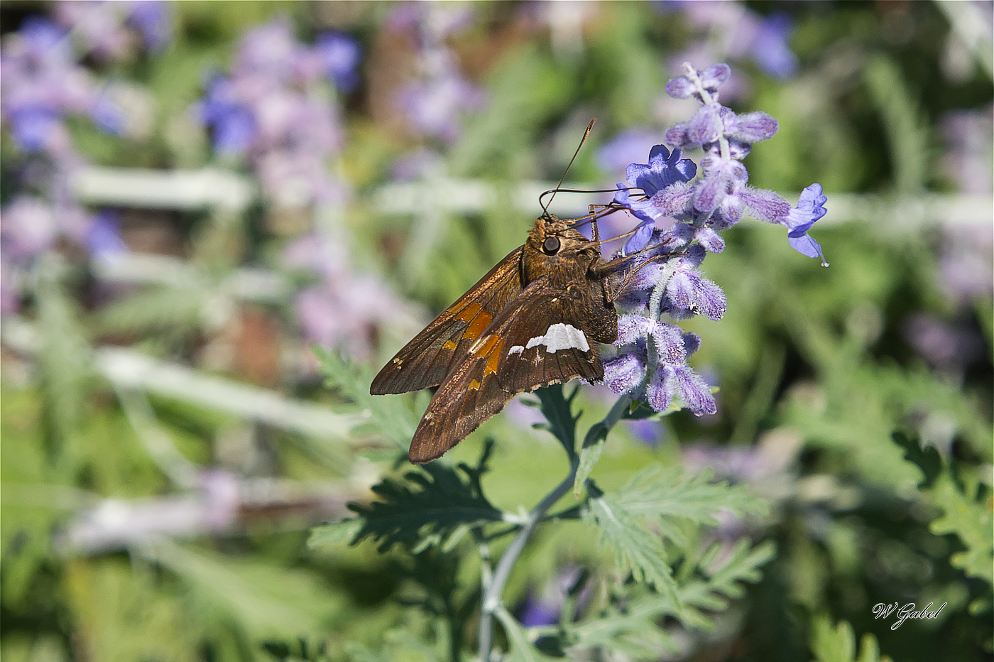 SilverSpottedSkipper1271 sm.jpg