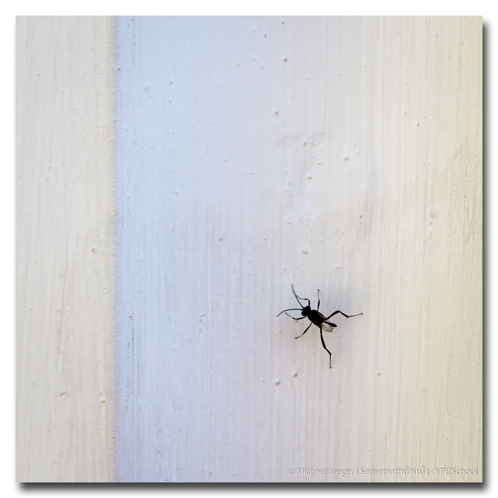 simply-insect.jpg