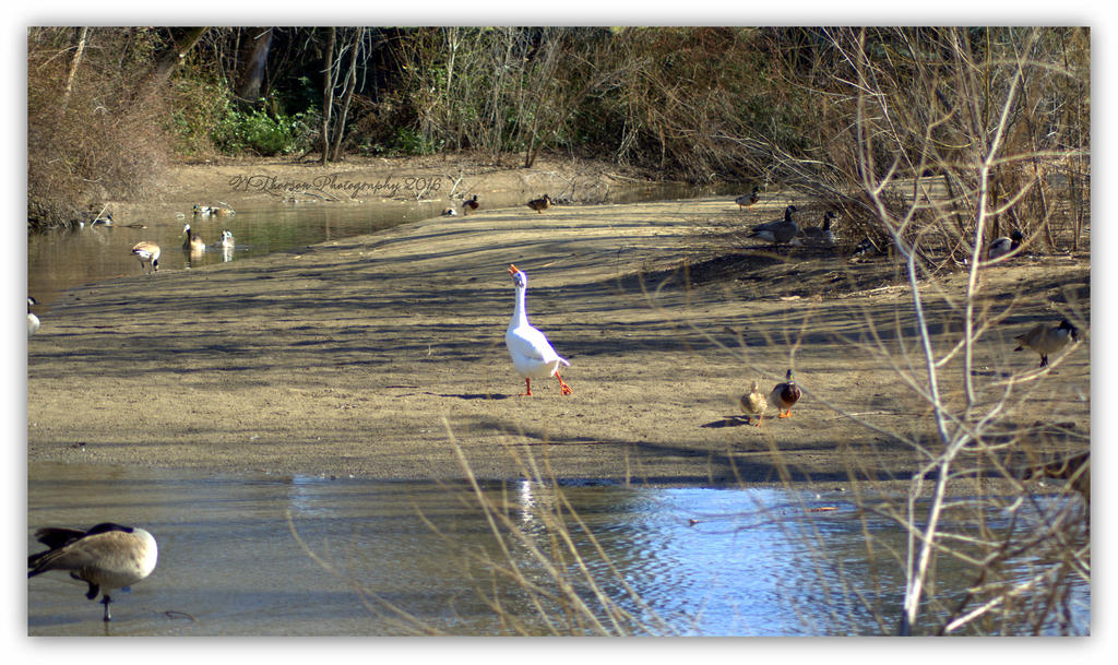 Singing and Dancing Goose 3-19-2016.jpg