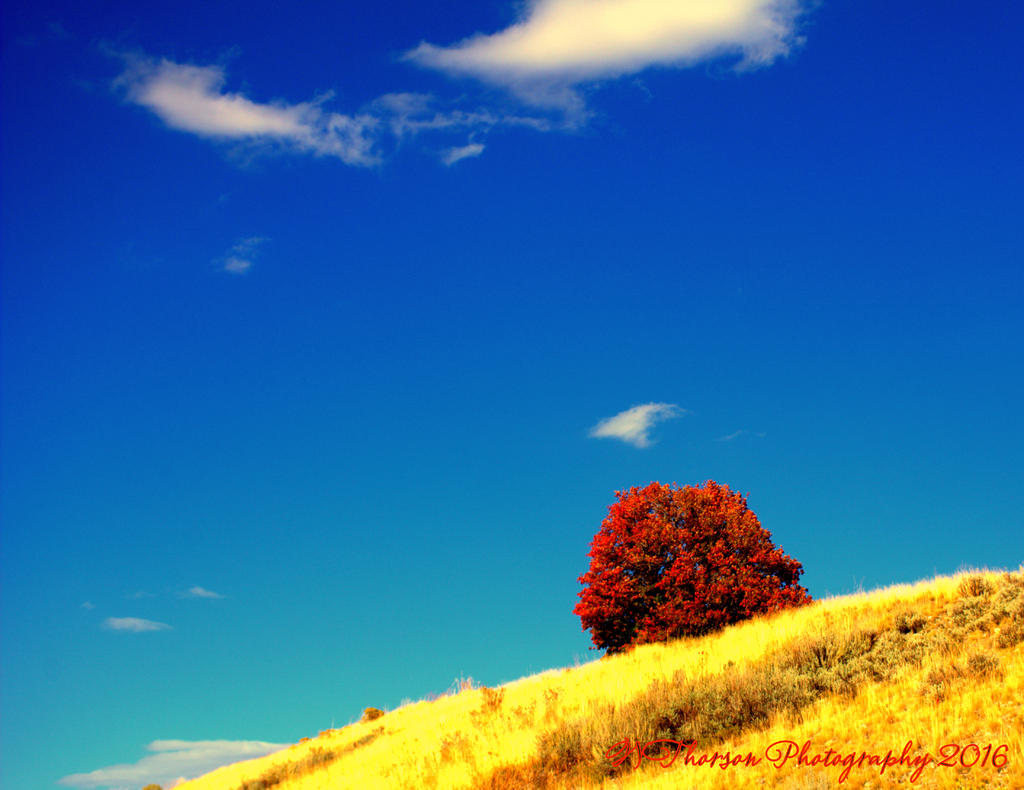 Single Autumn Tree 10-1-2016.jpg