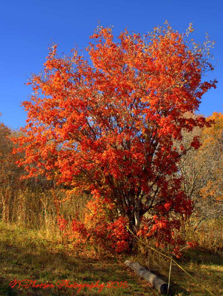 Single Autumn Tree #2 10-1-2016.jpg