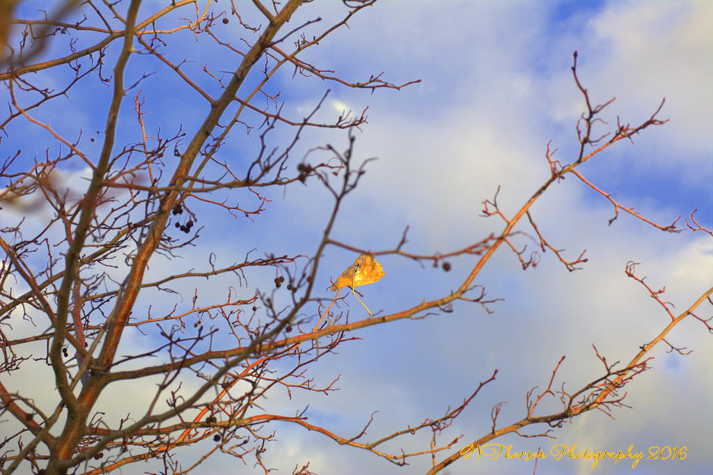Single Leaf 11-17-2016.jpg