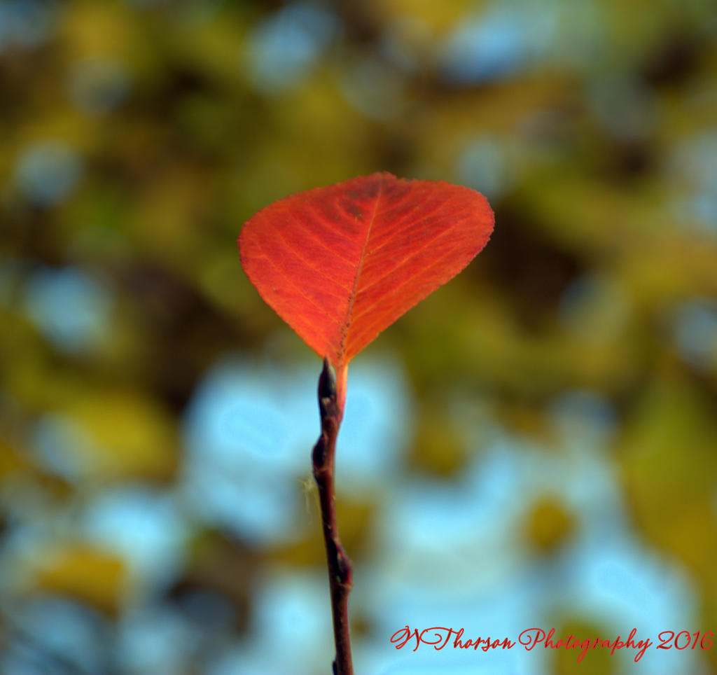 Single Leaf 11-6-2016.jpg