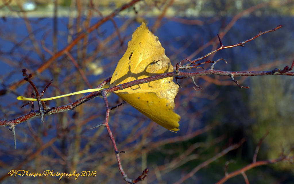 Single Leaf #2 11-17-2016.jpg