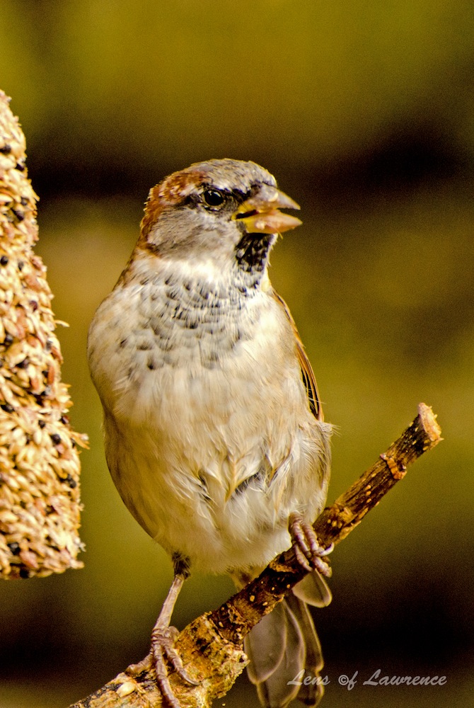 Single Sparrow 1 LOL.jpg