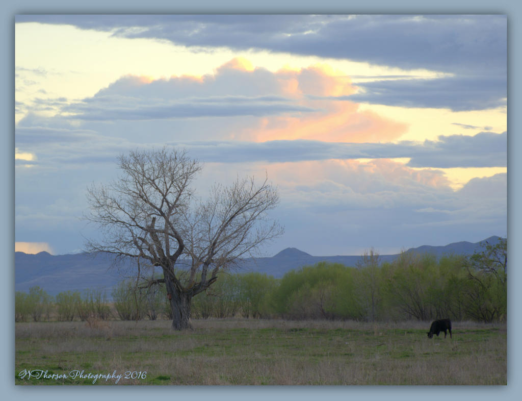 Single Tree at Sunset 4-10-2016.jpg