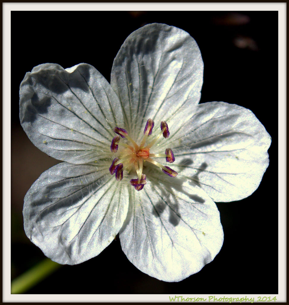 Single White Wildflower.jpg