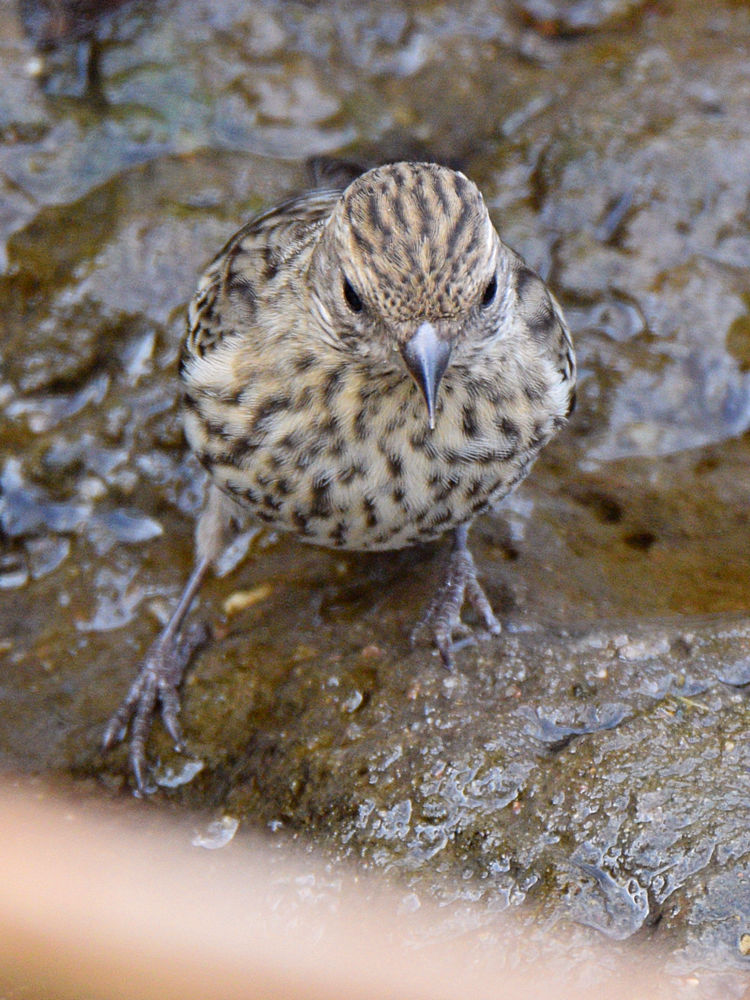 Siskin.jpg