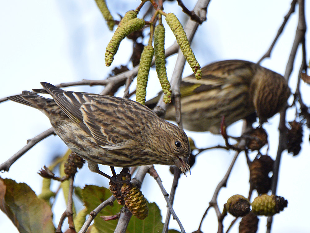 Siskin.jpg