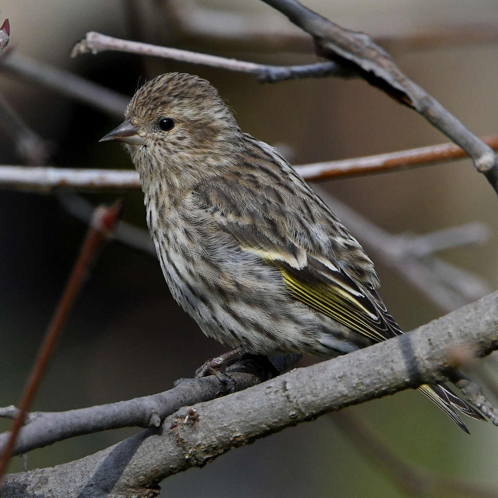 Siskin.jpg