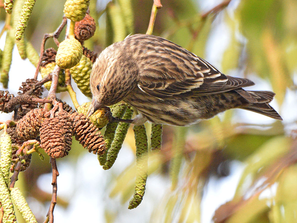 Siskin2.jpg