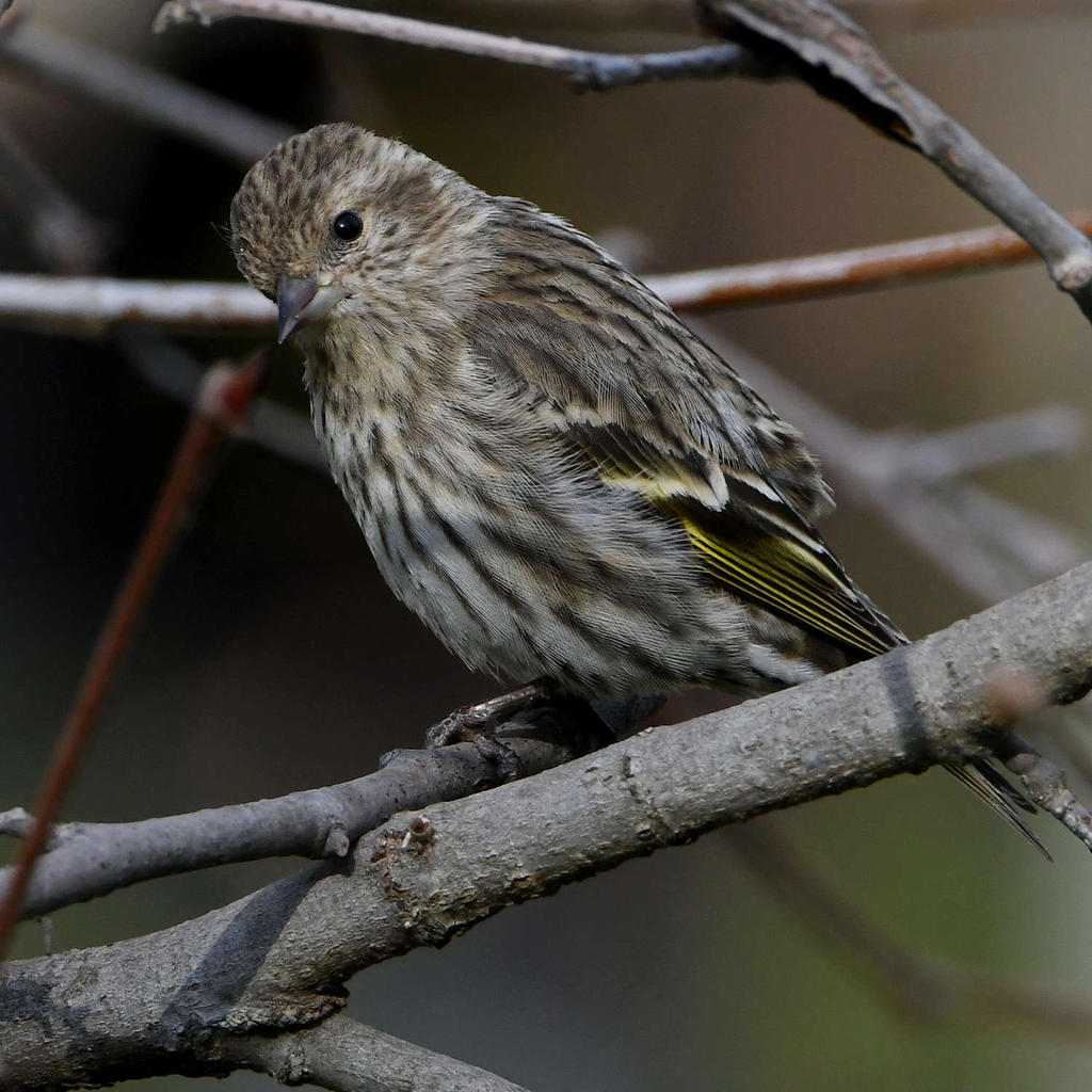 Siskin2.jpg