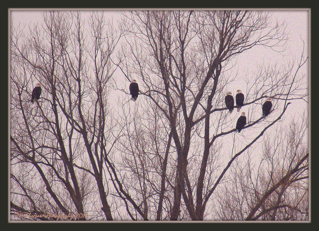 Six Bald Eagles in Farmington Bay 2-11-2016.jpg