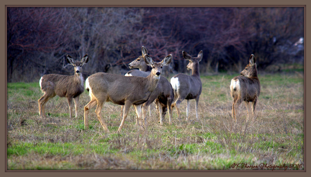 Six Mule Deer 3-10-2016.jpg