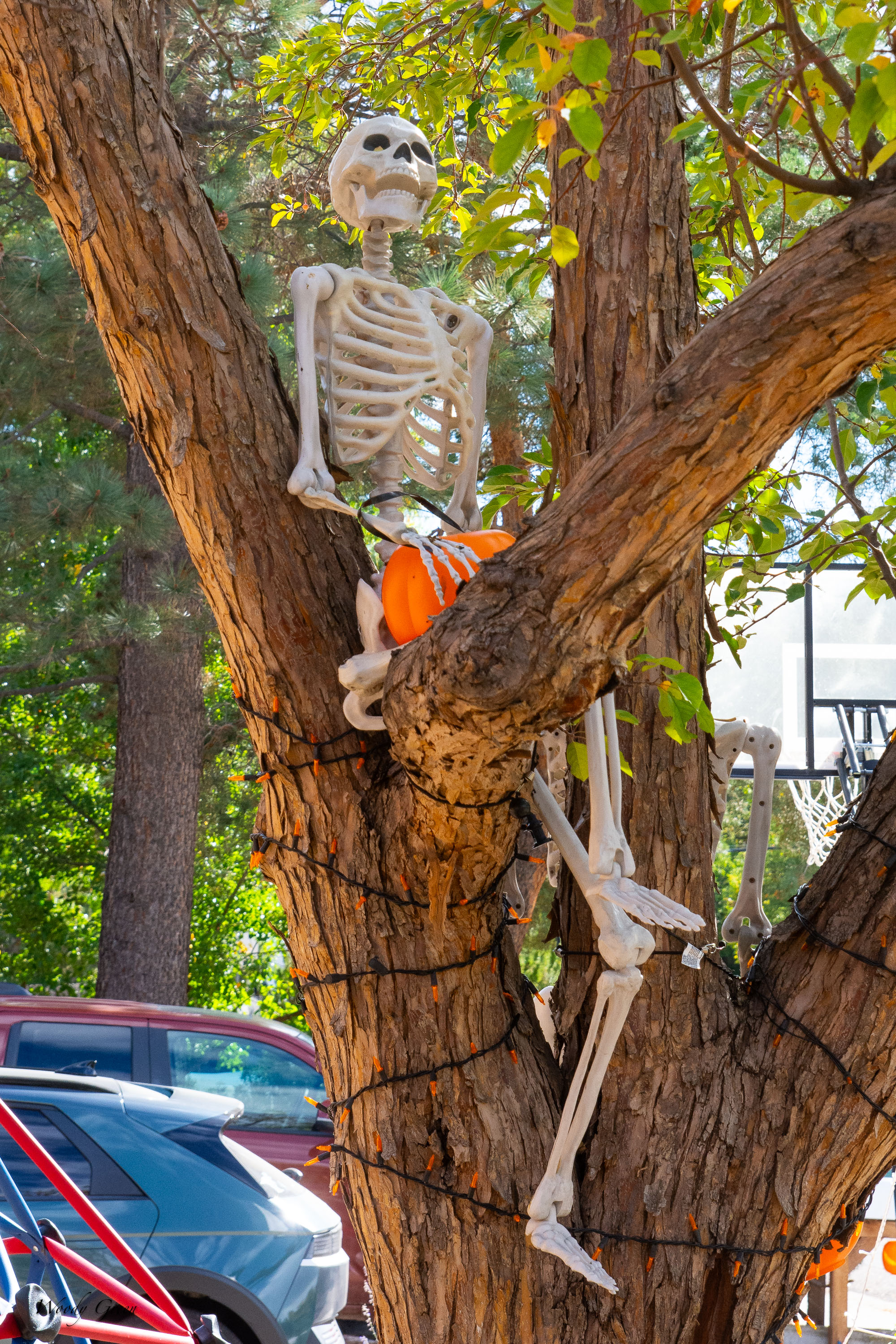 Skeleton-759.jpg