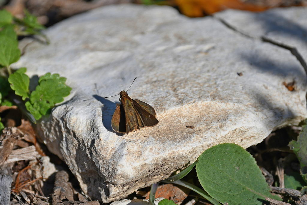 Skipper butterfly.jpg