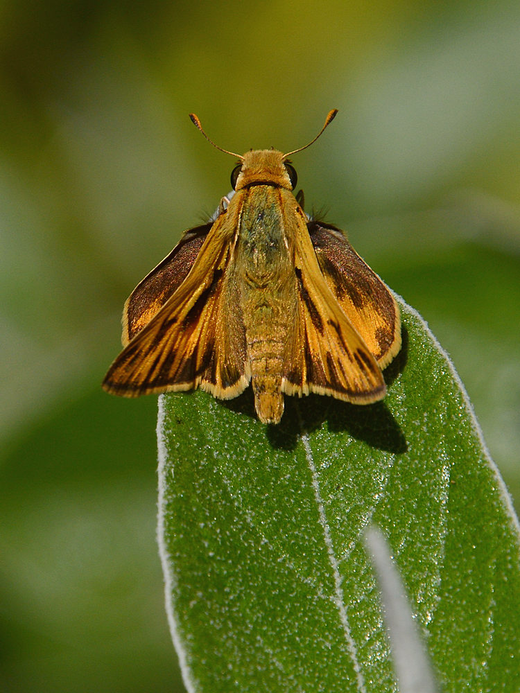 Skipper.jpg