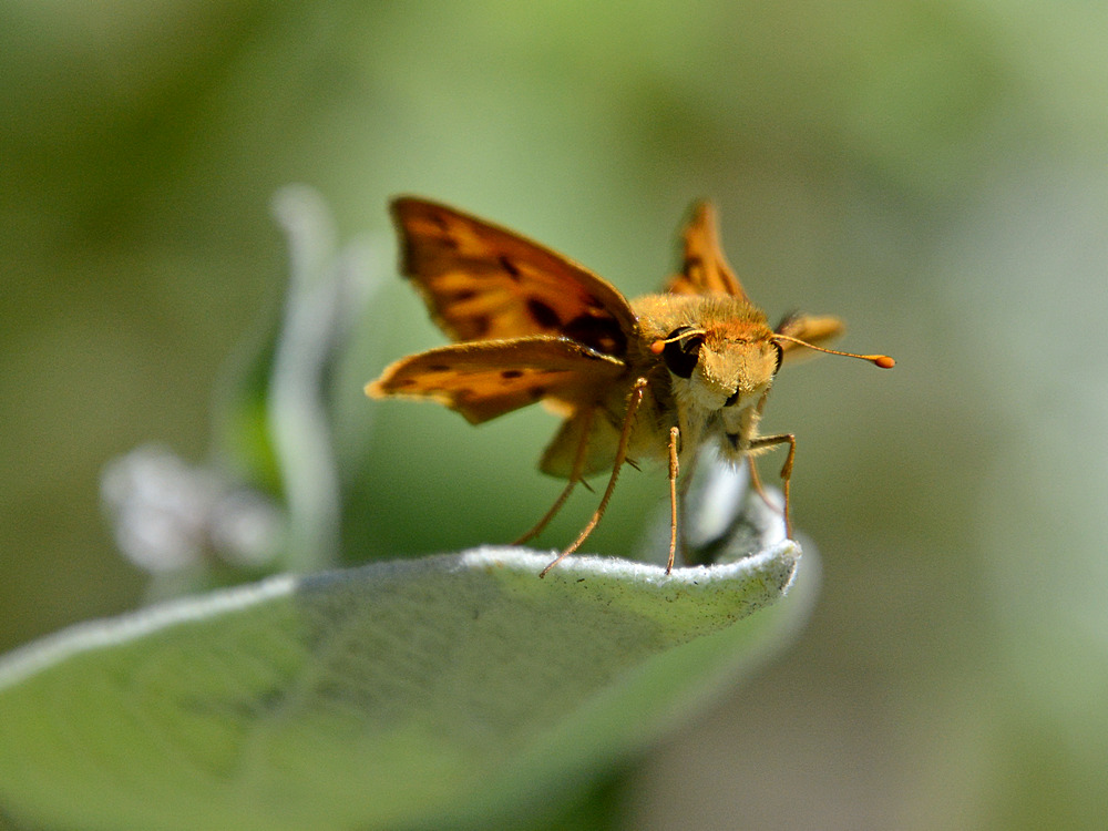 Skipper.jpg