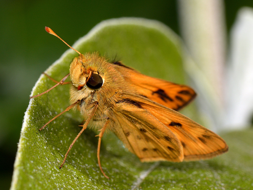 Skipper.jpg