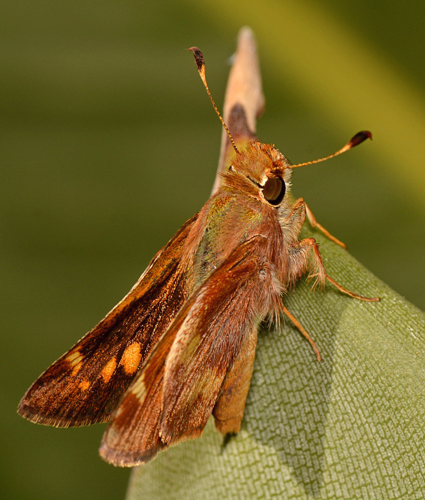 Skipper.jpg
